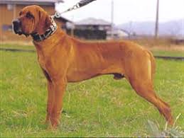 �����Ƒ��Ɍ}����O��